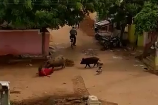 印度一60岁老妇遭两头猪袭击 被拱翻在地疯狂啃咬