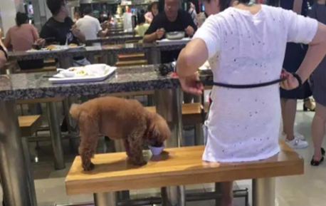 大连一对男女用公共餐具喂狗 商场：有规定宠物禁入