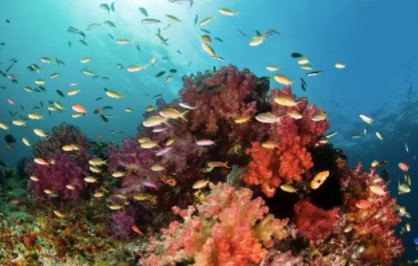 海岛控必看！东南亚私藏媲美帕劳的“海底的潘多拉”