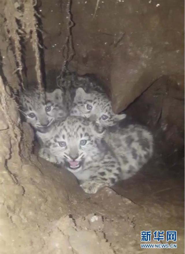 四川一隧洞中发现3只雪豹幼崽 世界罕见