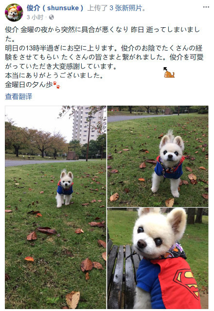fun来了:当代青年就像蒲公英 风一吹头发就没了 fun来了:当代青年就像蒲公英 风一吹头发就没了图片