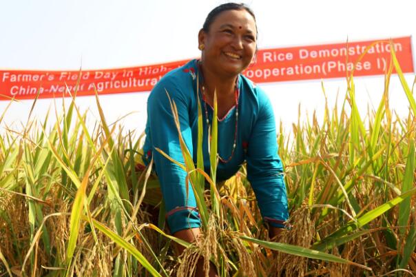 种植中国杂交水稻 尼泊尔农民收入翻了2倍