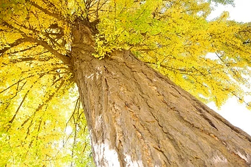 银杏渐黄时 麟游这些地方已美成仙境_手机凤凰网