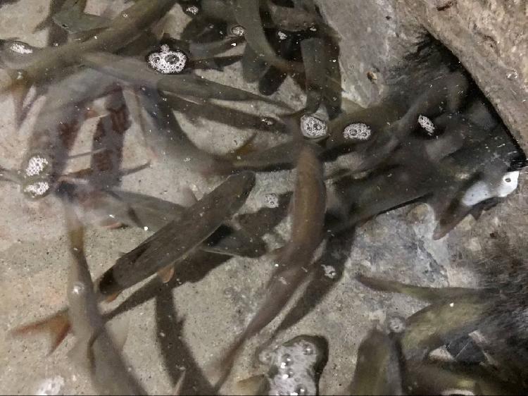 重庆农户家挖出神秘鱼泉 每天涌百斤鱼