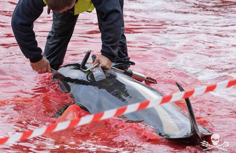 法罗群岛数百鲸鱼海豚被捕杀 血染海湾