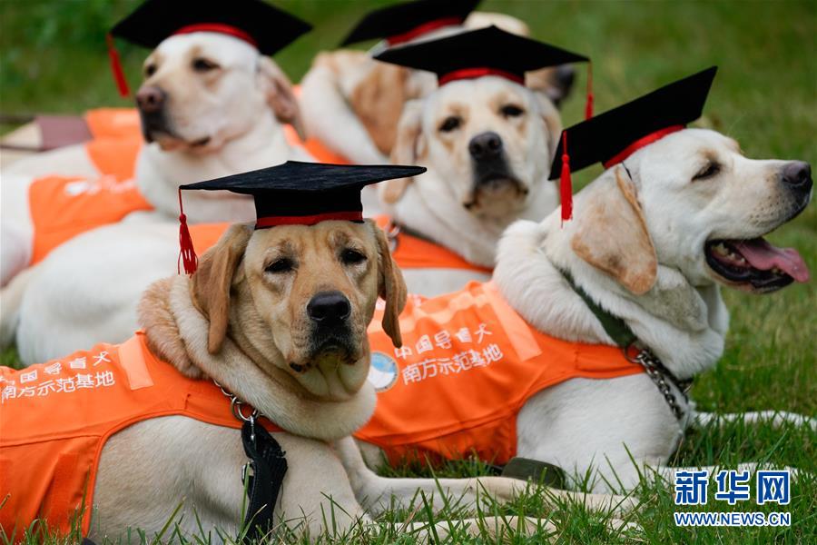 广州导盲犬基地迎来首批“毕业生”