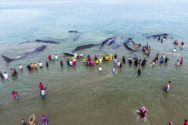 印尼12头巨型抹香鲸搁浅 热心民众前往营救(图)