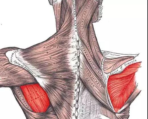 大圆肌在肩胛骨下方,也就是靠近腋下的位置,所以一般练习杠铃或者引体
