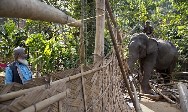 印度警方用大象驱逐森林非法住民 5人受伤