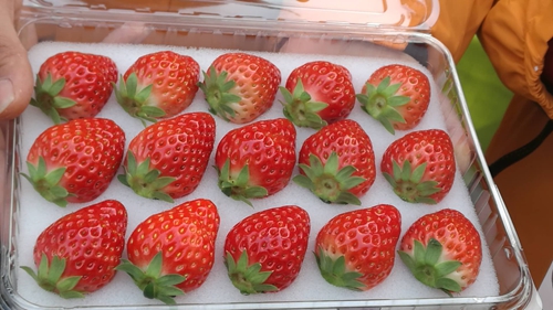 草莓星球彩虹星球激情碰撞枝纯草莓限时购活动火热开启