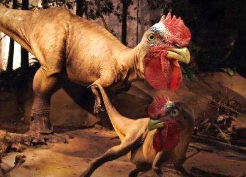 科学家证实鸡的祖先是史前霸王龙, 我们一直吃的是霸王鸡?