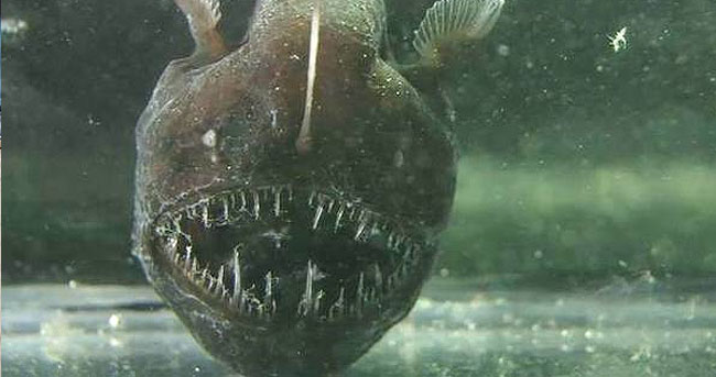 
这种动物交配堪比恐怖片！全身除一个器官外都消失
