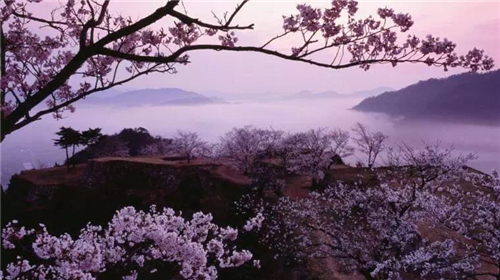 樱花河高清