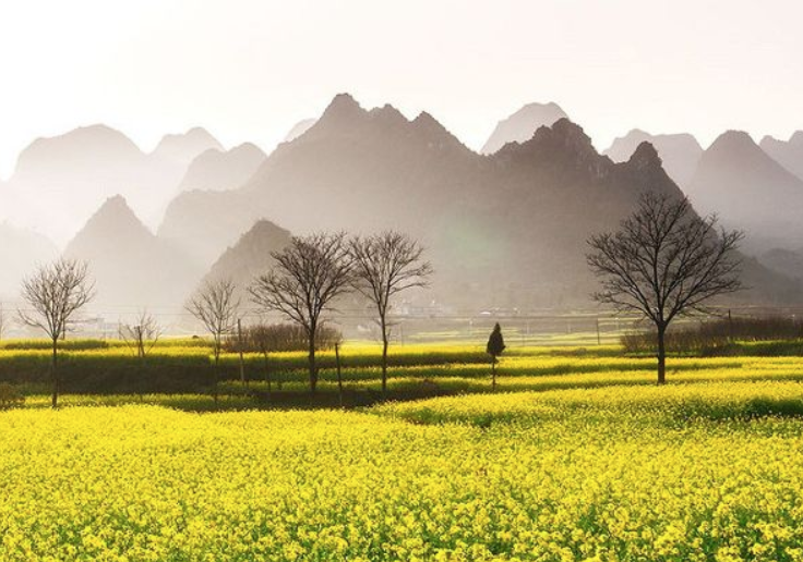 中国最早的春天藏在贵州 即将花开成海美若仙境