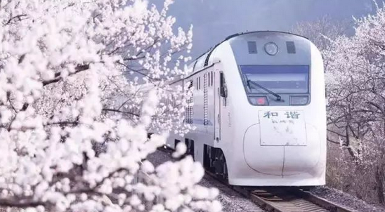 未来三个月这8个列车直达的赏樱圣地 将撑起整个中国的颜值