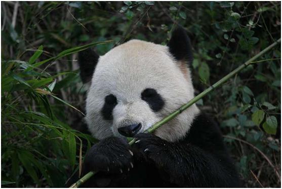 科学家：吃竹子已无法获取能量，大熊猫会改吃肉吗？