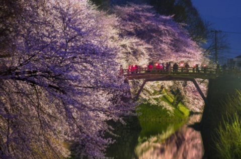 比京都更有日本味道的赏樱胜地 樱花林都归你独享！