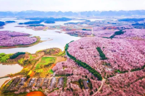 忘掉网红赏樱处！原来贵州还私藏着70万株樱花 惊艳全国！