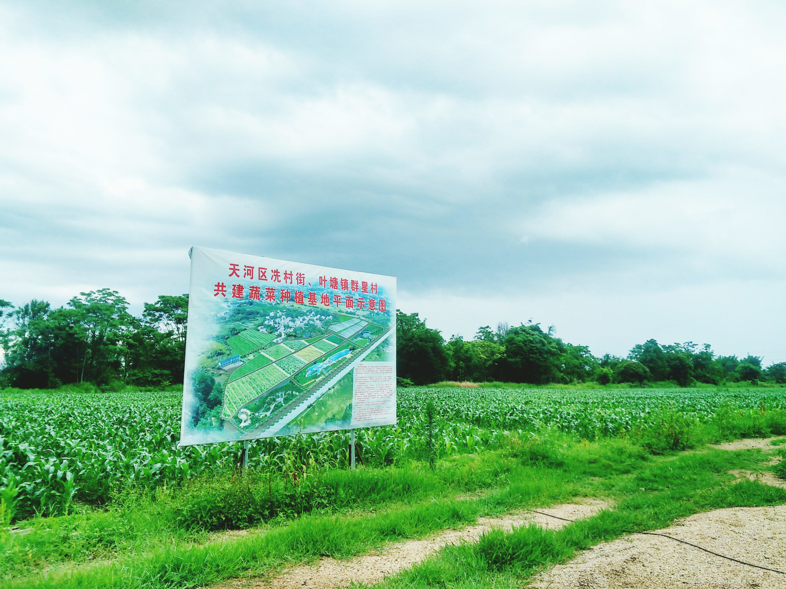 考虑到村里光照充足,赖祖豪引进分布式光伏发电和蔬菜基地项目.