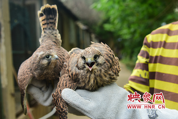 ֣�ݣ����ε���ֻ�������������˼�ʱ�Ȼ�