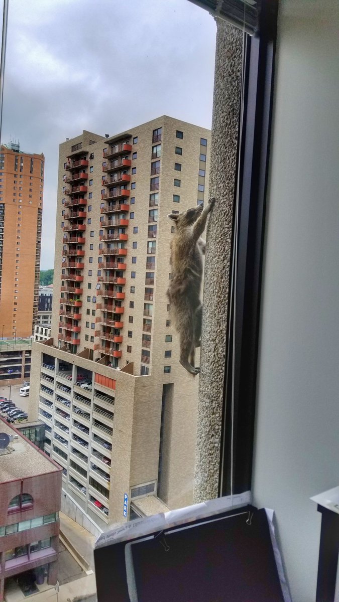 美国一只浣熊莫名开始爬摩天大厦 全民围观