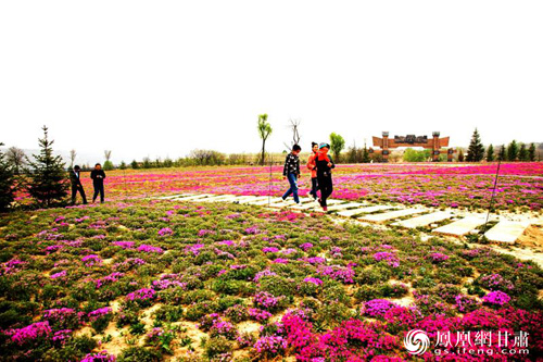 甘肃宁县:扶贫花海诱客来(组图)