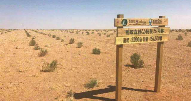 
支付宝“蚂蚁森林”最新现场实拍 马云没骗我们！
