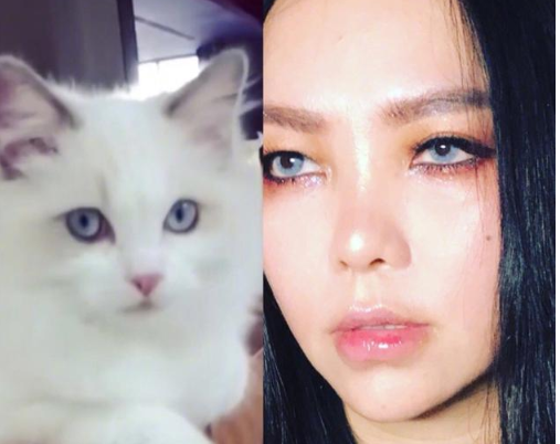 张惠妹晒撞脸猫咪照 自侃：是同个化妆师吗？