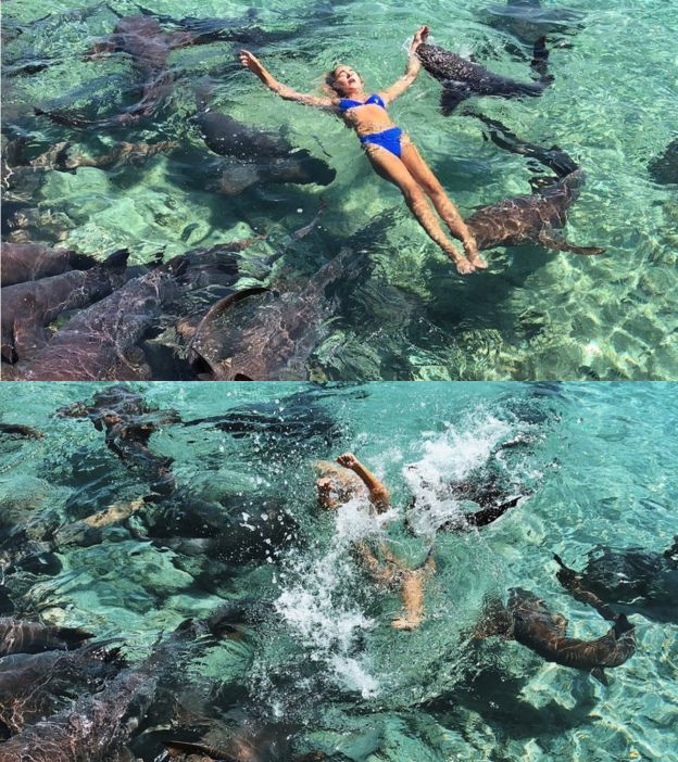 女大学生为了拍照跑进鲨鱼群游泳 被鲨鱼咬伤拖走