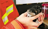 小奶猫被困餐饮店壁柜 消防员救出后决定自己养
