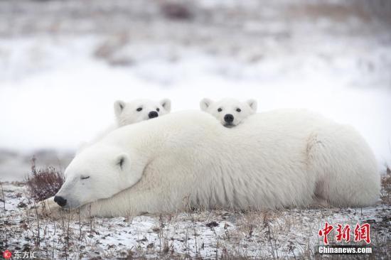 熊出没！北极熊组团“包围”俄远东村庄