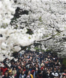 武汉大学:樱花引客来