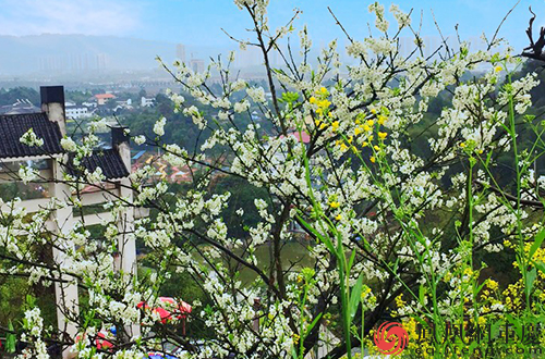 九龙坡现全国最大“花凤凰” 2000亩花海铺就七彩振兴路