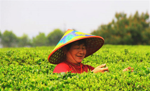 泰和：春光好 采茶忙