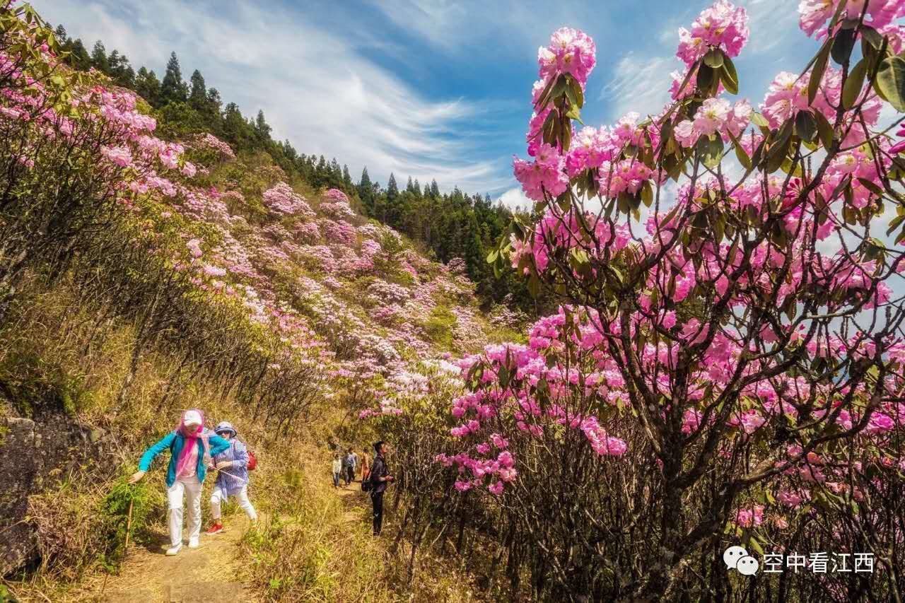 2019第十届井冈山杜鹃花节盛大开幕