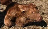 全球仅118例!小牛出生后心脏在脖子上“跳动”