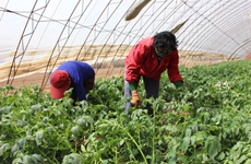 陕西“六大提升行动”推进农产品高质量生产