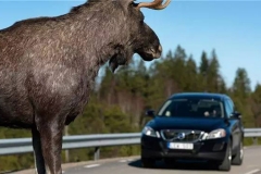 厉害了我的哥！麋鹿对SUV伤害大！