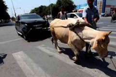 猜猜日系车在德国混的怎么样！