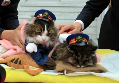 日本猫咪荣誉站长去世