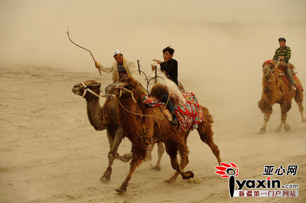 岳普湖骑骆驼叼羊赛