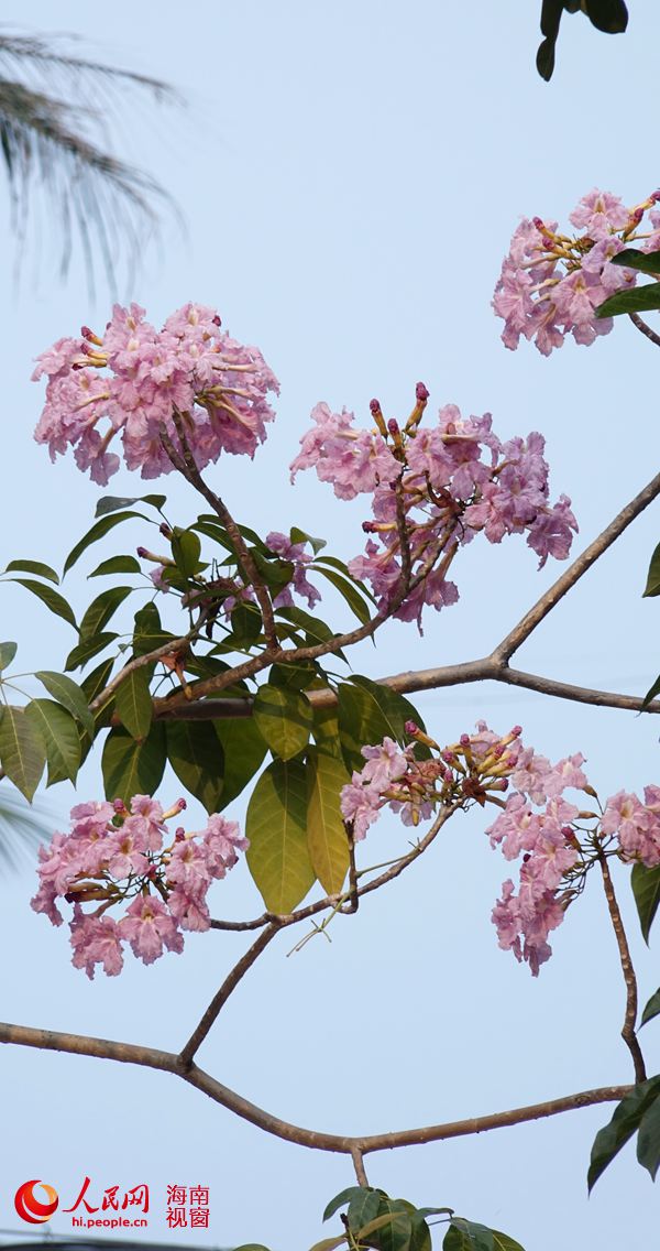 海口美舍河风铃花怒放
