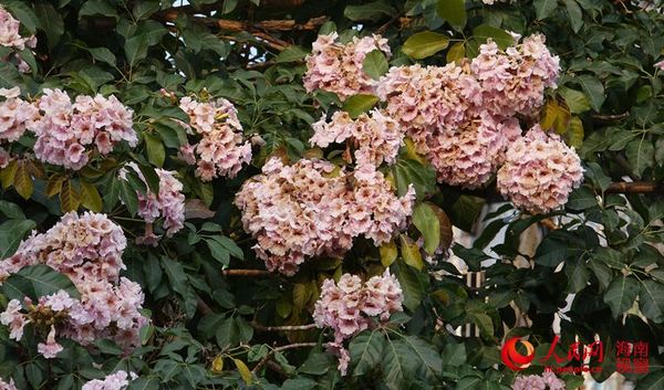 海口美舍河风铃花怒放