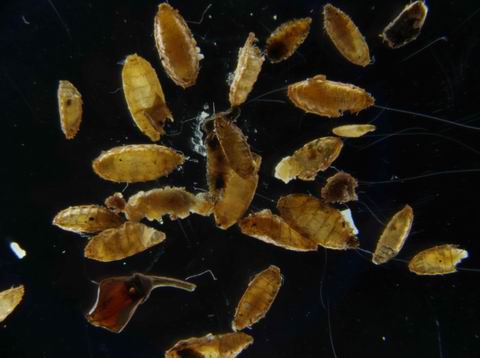 坊检验检疫局首次在进境原木中截获蛆症异蚤蝇