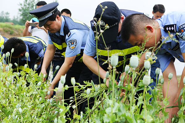 武汉警方接举报铲除千余株成熟罂粟,53岁农妇