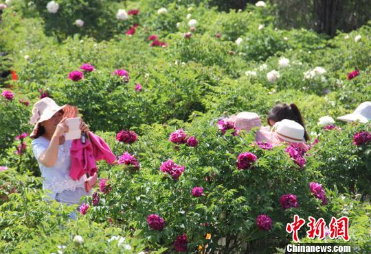 甘肃临洮首届牡丹旅游节开幕 黄土高坡变"花海"