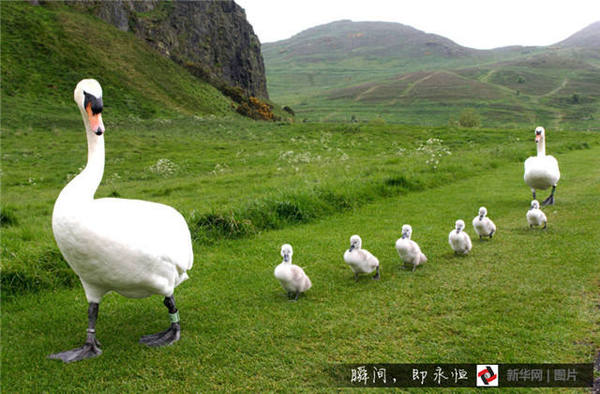 　　↑鹅爸爸、鹅妈妈戴着鹅宝宝散步。