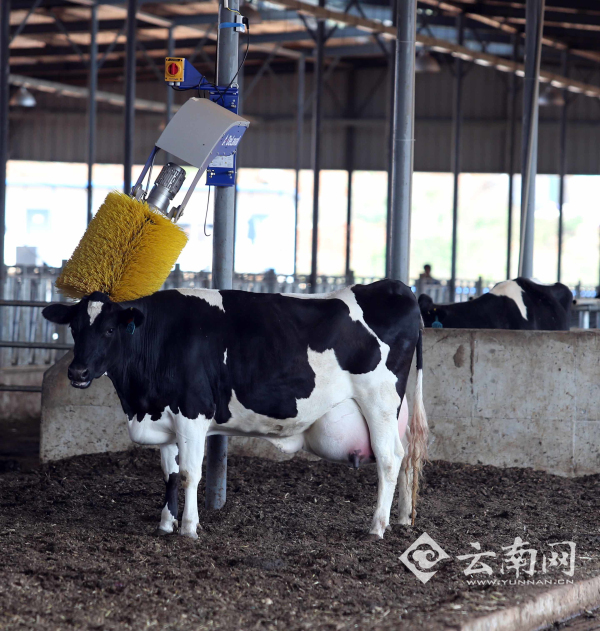 奶牛正在听着轻音乐,"享受"挤奶服务