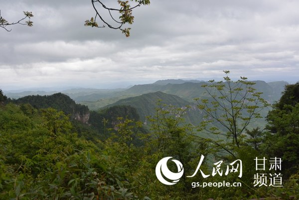 山有木兮木有枝（周芳霞 摄）