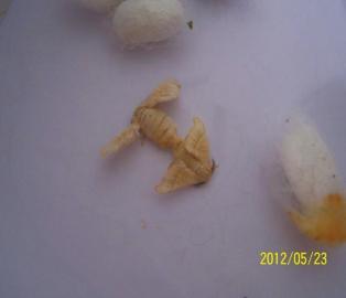 破茧成蝶。(图片由慕建勋提供)